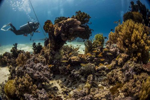 DIVE  2016/22
