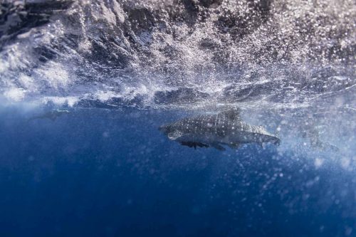 DIVE  2016/22