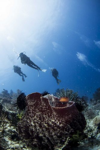 DIVE  2016/22