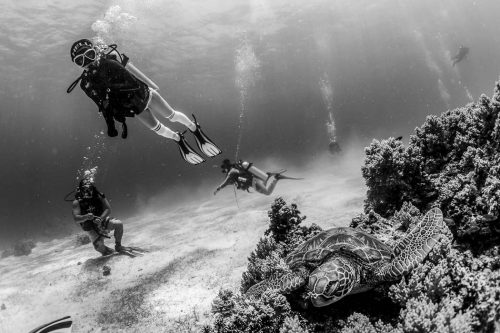 DIVE  2016/22