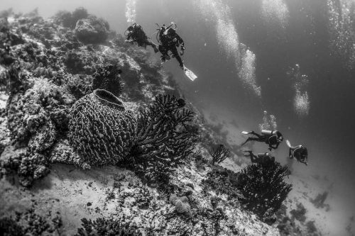 DIVE  2016/22
