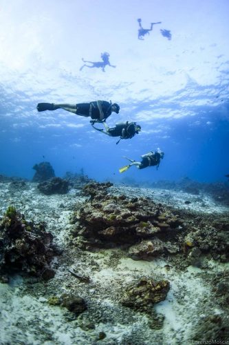 DIVE  2016/22