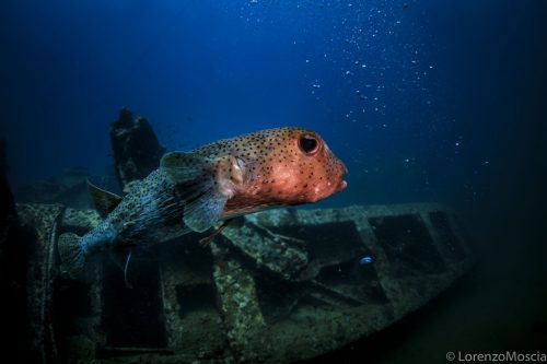 DIVE  2016/22