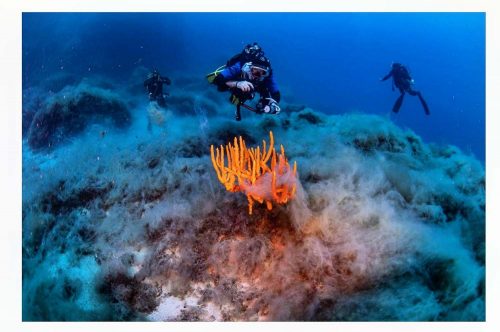 DIVE  2016/22
