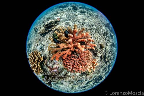 Thailand feb 2018. DIve touring  in the Similan Island.The Similan Islands are located in the Andaman Sea on the West Coast of Southern Thailand