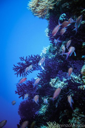 DIVE  2016/22
