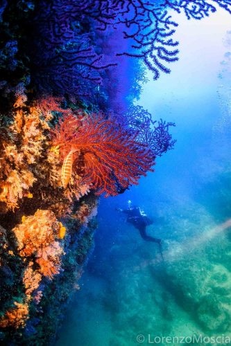 DIVE  2016/22