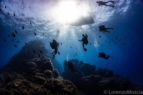 DIVE  2016/22